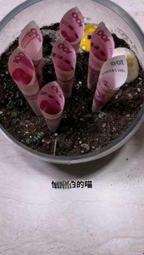利川吃瓜视频,揭秘当地美食文化盛宴