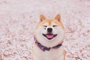 柴犬可以吃苏瓜吗视频教程,苏瓜的烹饪与喂食教程