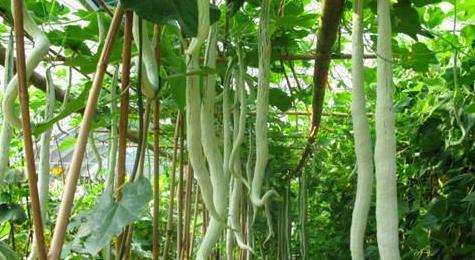 外国人吃蛇瓜叫声视频,揭秘神秘食材挑战