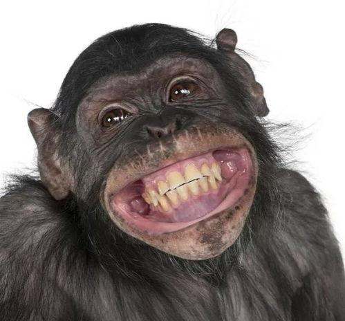 吃哈密瓜视频像猩猩,人类与猩猩的趣味食趣对决