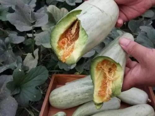 乌子瓜要削皮吗怎么吃视频,视频教你轻松享用