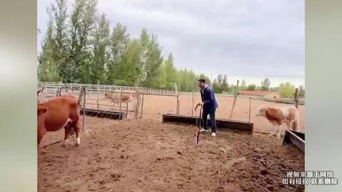 小牛吃瓜视频,揭秘网络热梗背后的趣味与思考