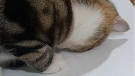 胖猫吃瓜视频素材,欢乐无限,带你领略萌宠趣味时光 胖猫吃瓜视频素材,欢乐无限,带你领略萌宠趣味时光