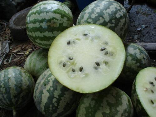 玻璃瓜怎么吃才好吃视频,视频教你轻松享美食 玻璃瓜怎么吃才好吃视频,视频教你轻松享美食