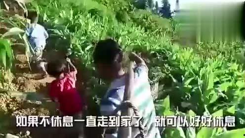 带你吃瓜大树扒皮视频,深度剖析热门视频背后的真相