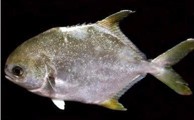 哪个鱼吃小瓜虫最好吃视频,哪种鱼类最擅长消灭小瓜虫？