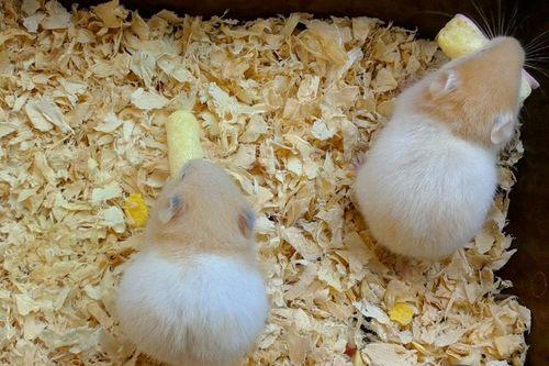 仓鼠敢吃哈密瓜吗视频,揭秘仓鼠对哈密瓜的喜爱之谜 仓鼠敢吃哈密瓜吗视频,揭秘仓鼠对哈密瓜的喜爱之谜