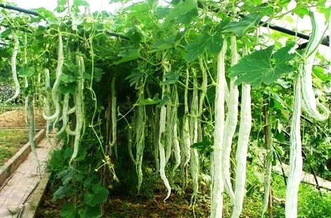 吃蛇瓜小视频大全,小视频带你领略独特风味 吃蛇瓜小视频大全,小视频带你领略独特风味