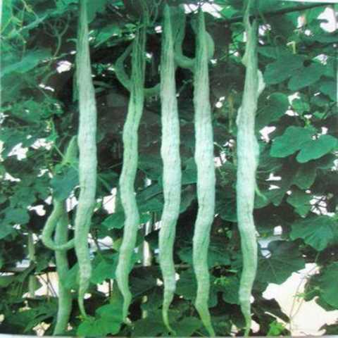 蛇瓜能不能留种子吃呢视频,安全与营养揭秘 蛇瓜能不能留种子吃呢视频,安全与营养揭秘