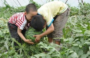 青州岔河吃瓜事件视频,一场引发热议的街头冲突 青州岔河吃瓜事件视频,一场引发热议的街头冲突