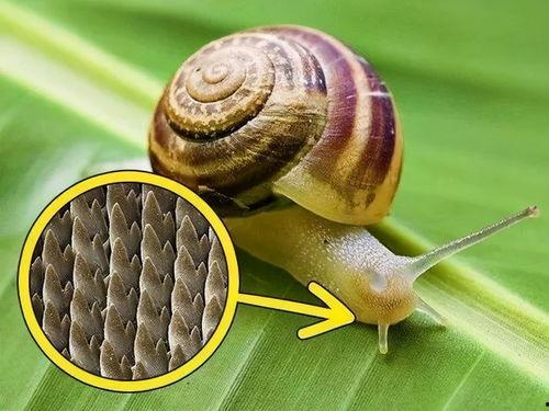 蜗牛吃酥瓜吗怎么吃视频,独特吃法揭秘